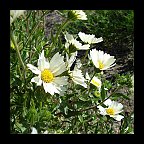 layia glandulosa - white layia, white tidy-tips layia glandulosa